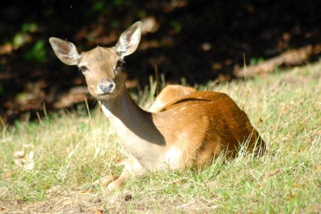 QUIZ:  INDOVINA L''UNGULATO!!! (per i non 